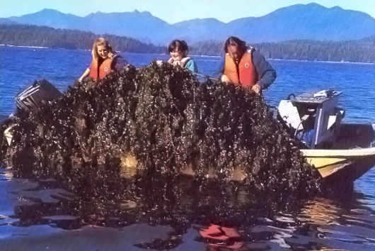 Kelp farming